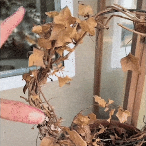 Evergreen Hanging Blooms