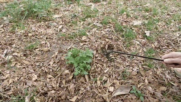 Pro Garden Weed Puller