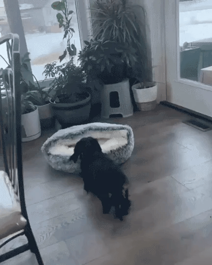 CozyNook Snuggle Den Pet Bed